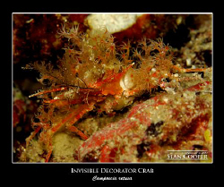 Invisible decorator crab, taken with a Canon G10 and an E... by Sean Cooper 